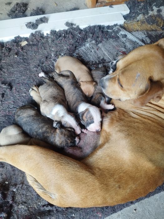 Продам стаффорд девочка