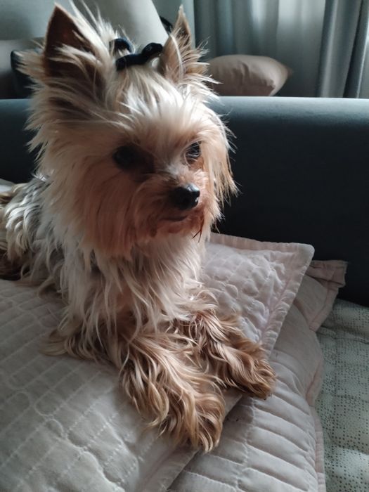 Продам щенка йоркширский терьер