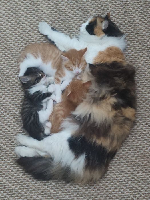 Отдаю котят в добрые руки