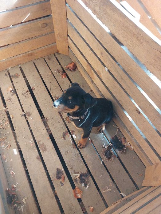 Кученце Ротвайлер