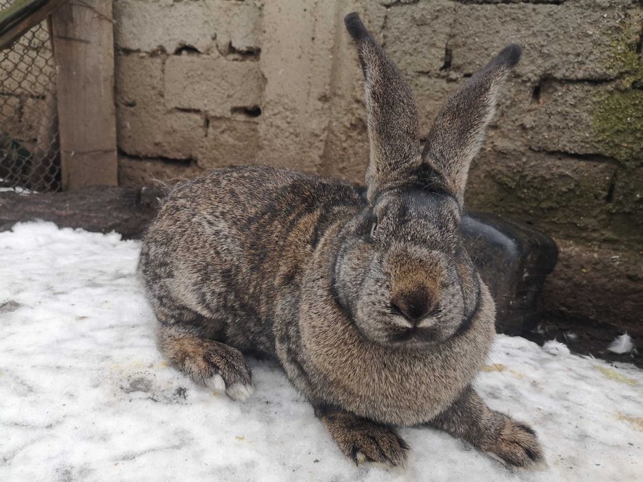 Femelă Uriaș German gri fier – calitate bună!
