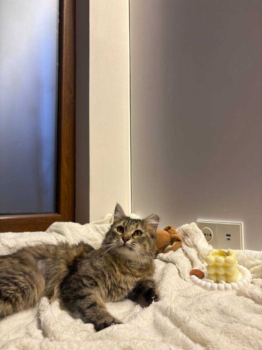 Подарю домашнюю кошечку