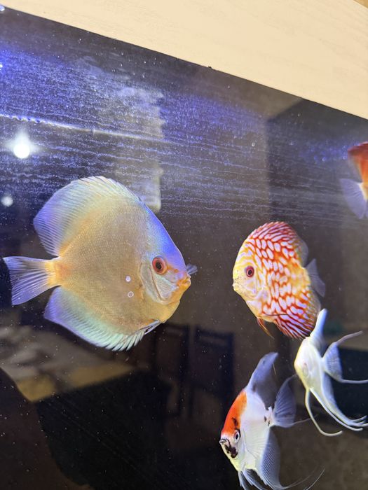 Akvarium + Baliqlari bilan