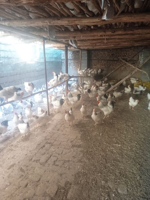 Адлер тоувгини жужалар сотилади