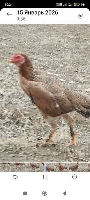 Сатлады срочнаа.