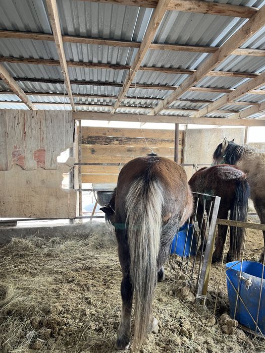 бие сатылады күйі жаксы