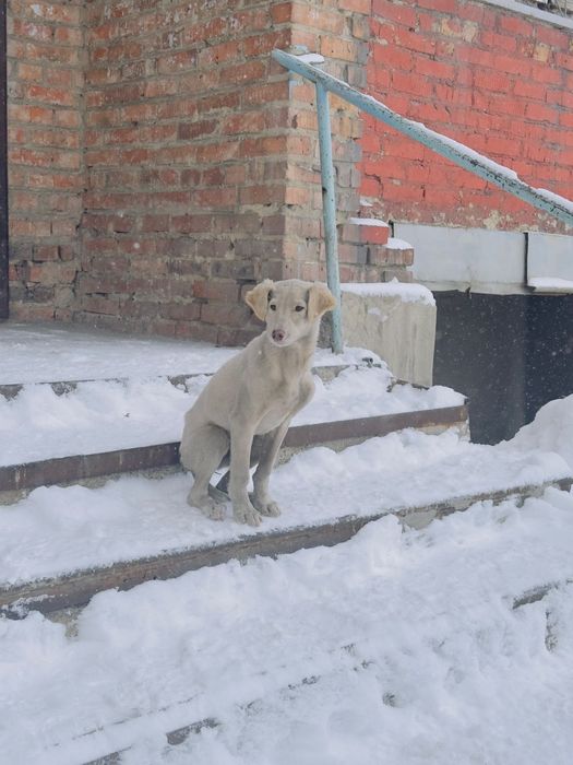 Собачка ищет дом, щенок