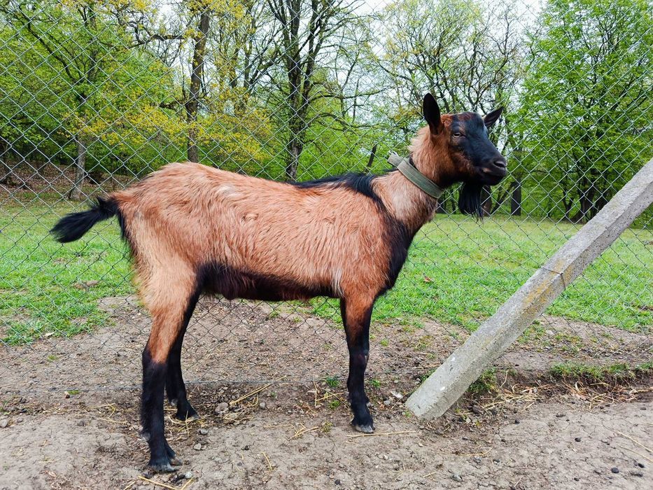 Vând țap Alpin francez