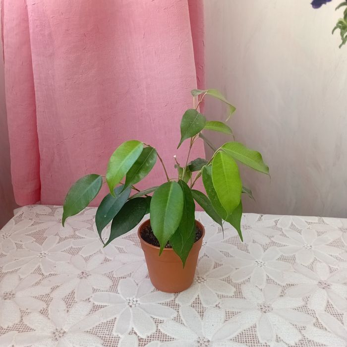 Продам  цветы комнатные Фикус