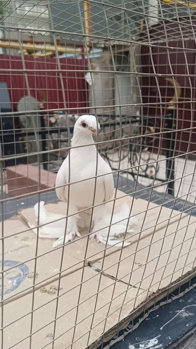 Голуби белый самец