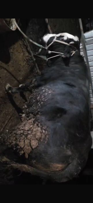 Екы бука сатылады 2жасарлар