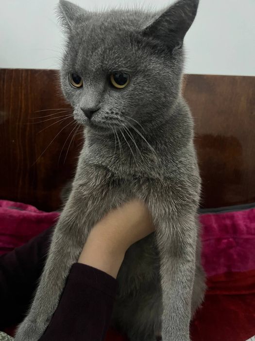 Вязка учун аёл мушук керак