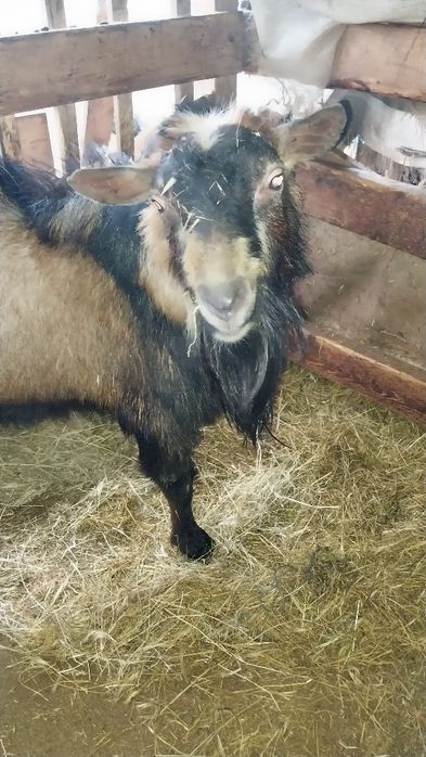 Vand sau schimb Tap Alpin mare