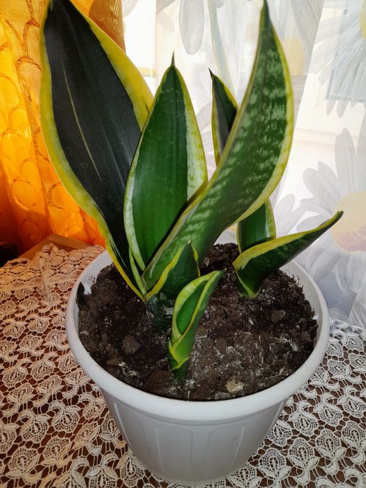 Сансевиерия, Коланхое.