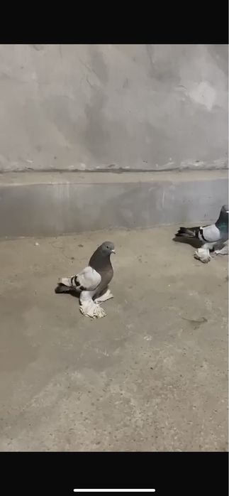 Сизии сатылады  срочно