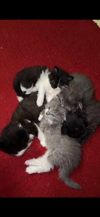 Scottish fold va stright zotli mushuklar