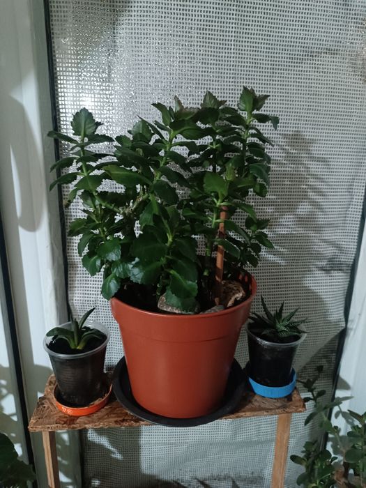 Комнатные цветы суккуленты