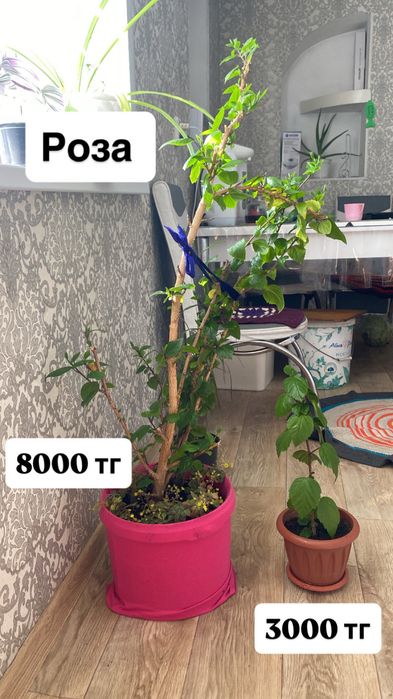 Продам комнатные растения