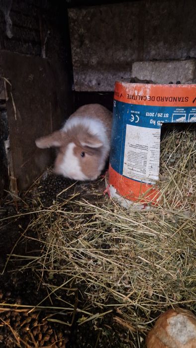 Iepuri femele /masculi mini-ferma