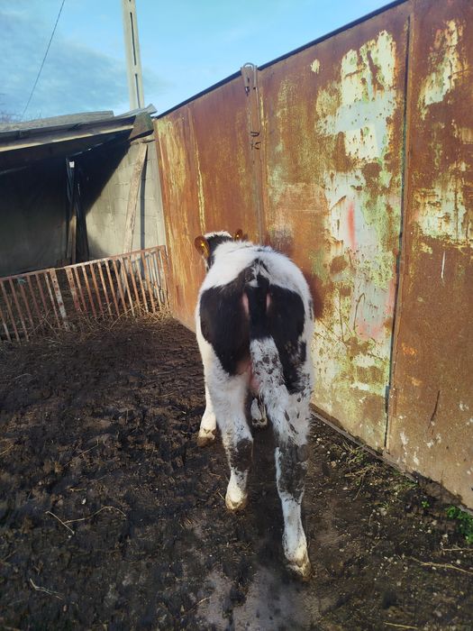 Vitei crescuți în gospodărie