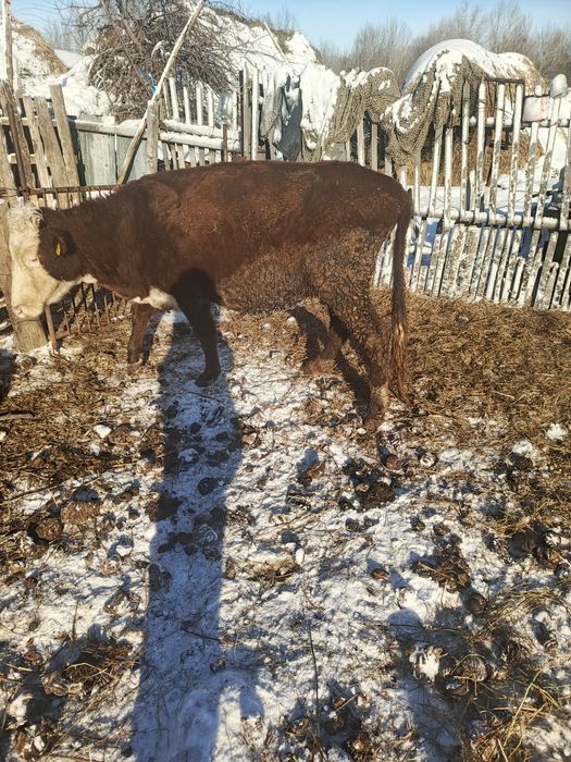 Продам  две коровы