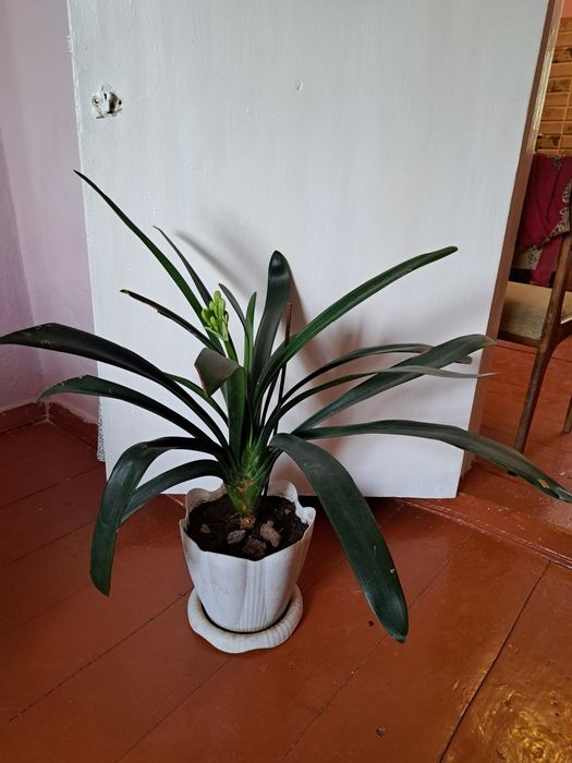 Цветы комнатные разные