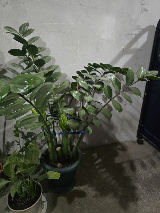 Продам цветы красивые