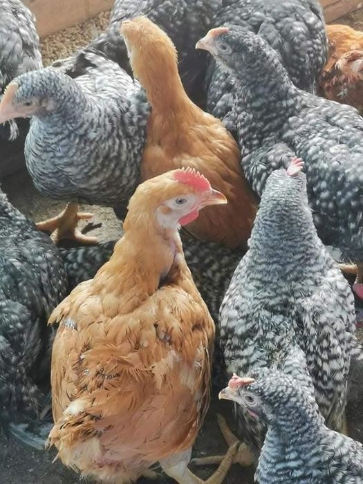 Pui de carne , rasa mixta