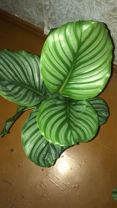 Комнатные растения