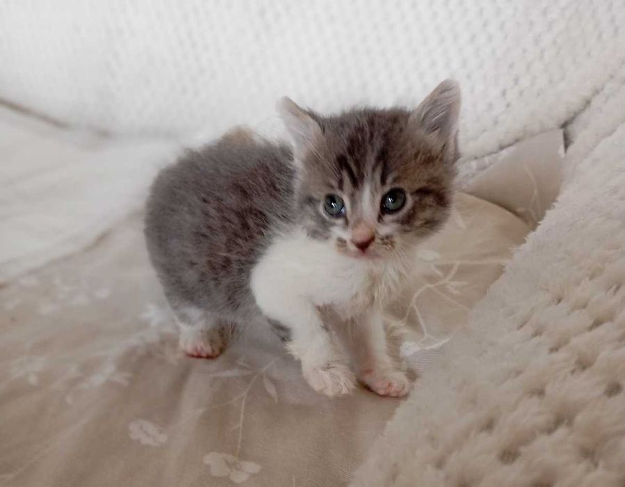 1-месечно момченце търси дом