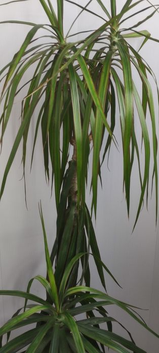 Драцена комнатная