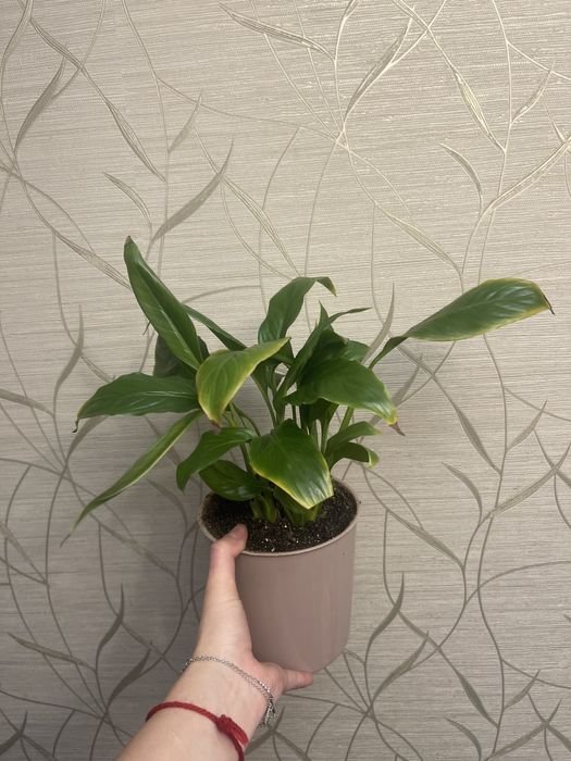 Продам спотифилум или женское счастье