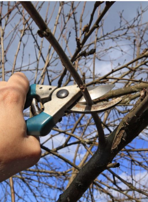 Дарахтларга шакал бериш