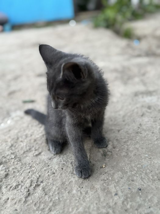 отдам даром котяту