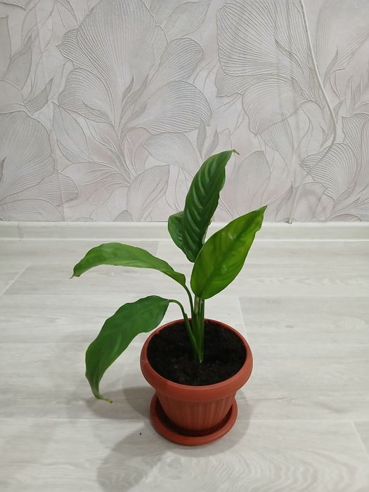 Продам цветы аглаонема