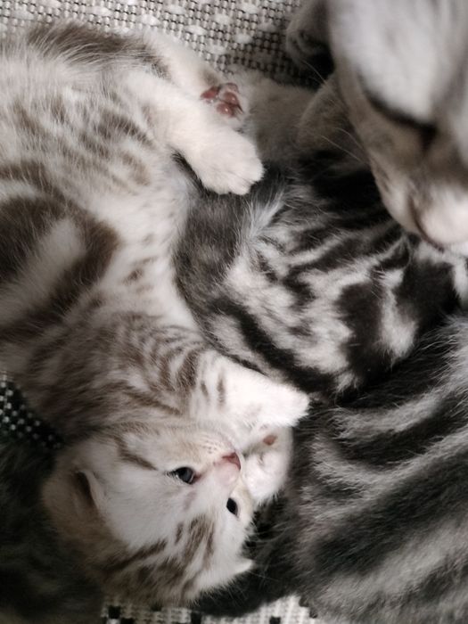 Котята ,, Скоттиш фолд,,  Скоттиш страйт