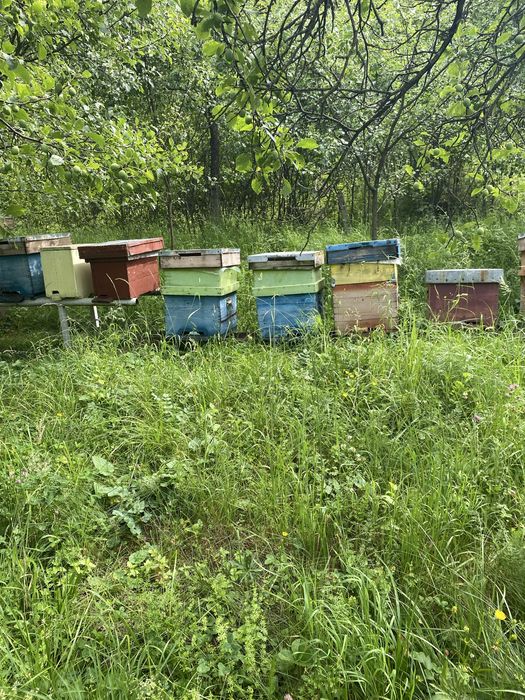 Familii de albine + roiuri