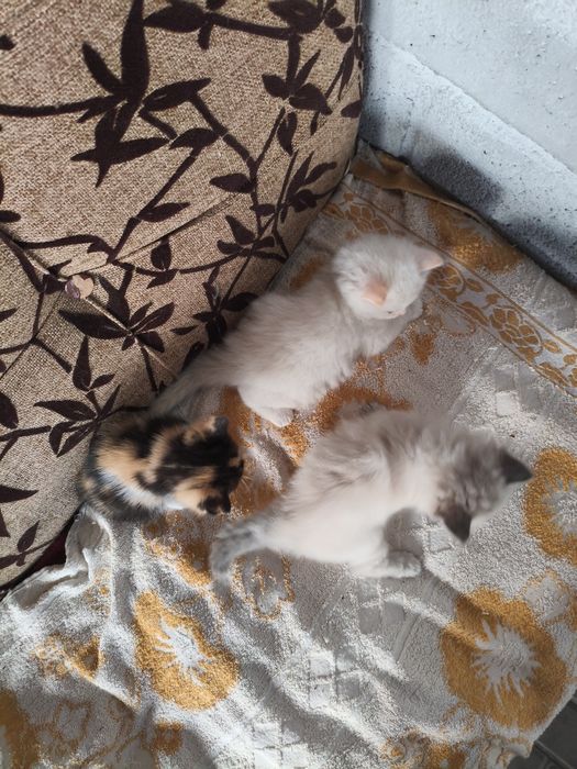 Отдам котят в добрые руки
