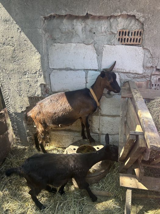 Capre si iezi de vanzare