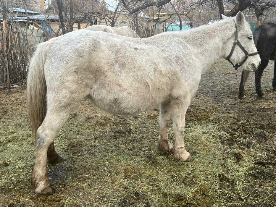 Продам дойную кобылу