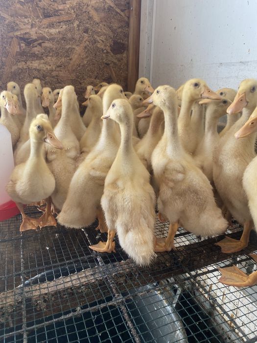 Puicute ,boboci de rata , gasca