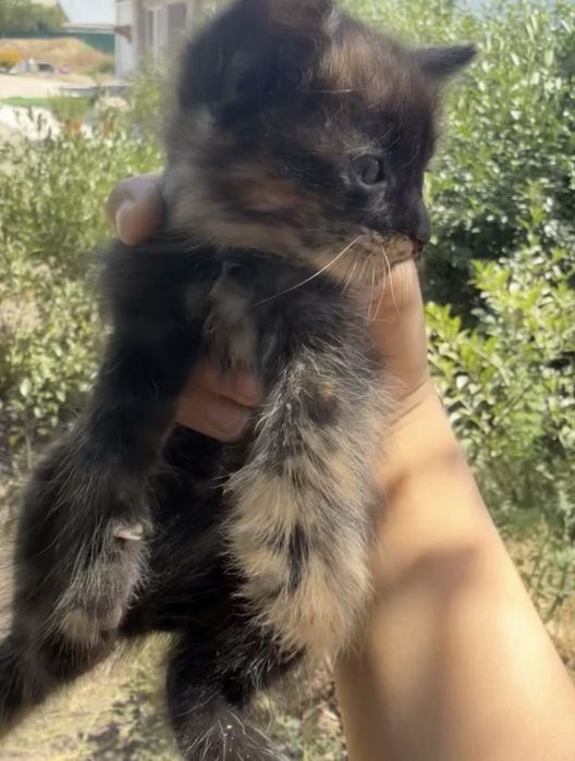 Отдам котят бесплатно!