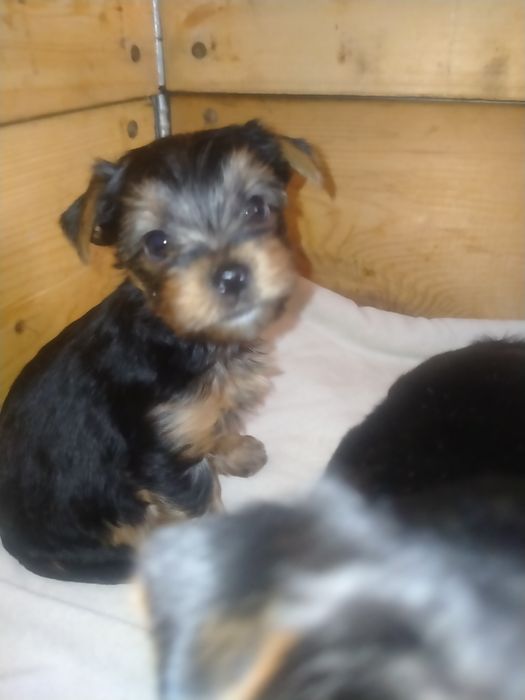 Йоркширский терьер