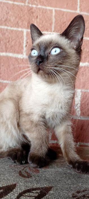 Котята в добрые руки! ласковые.