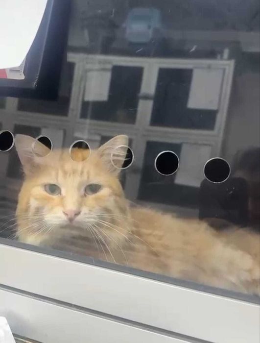 Рыжий кот ищет дом