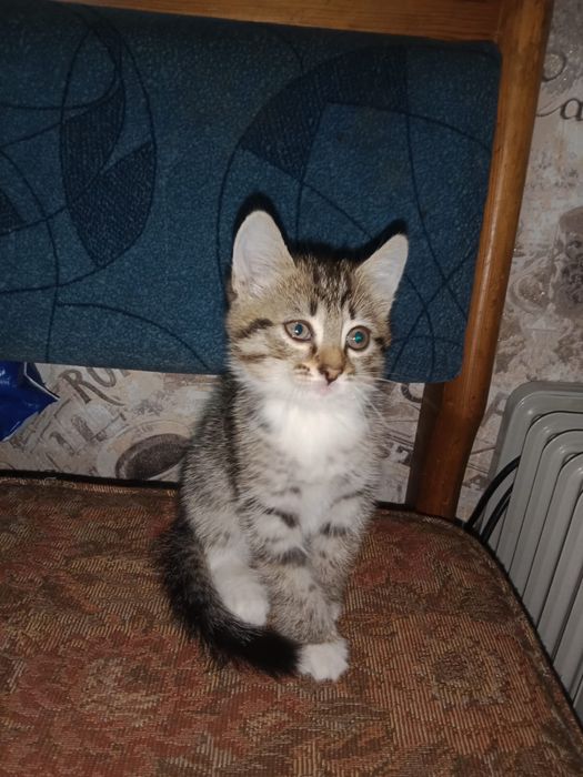Отдам в добрые руки котенка