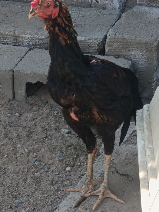 Дакан Жужа сентябрьский