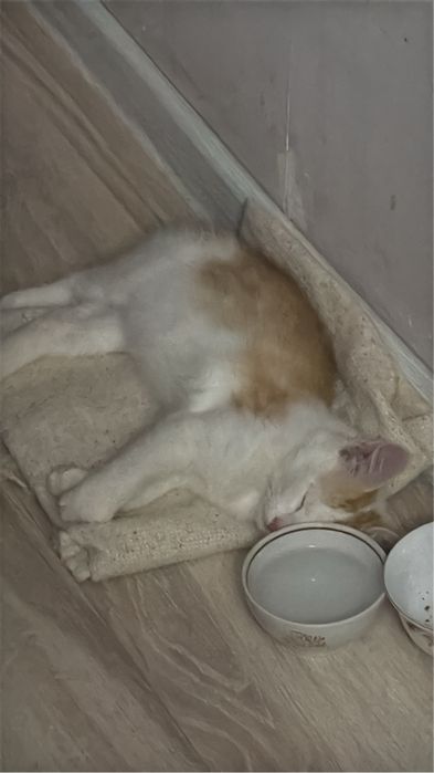 Котенок в добрые руки