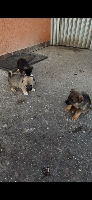 Donez femele Ciobănesc Caucazian și cățeluși de talie mică