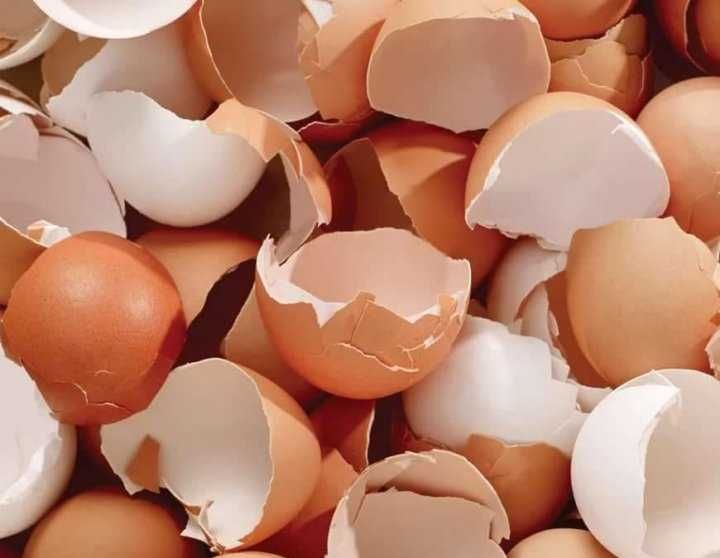 Скорлупа яичная.